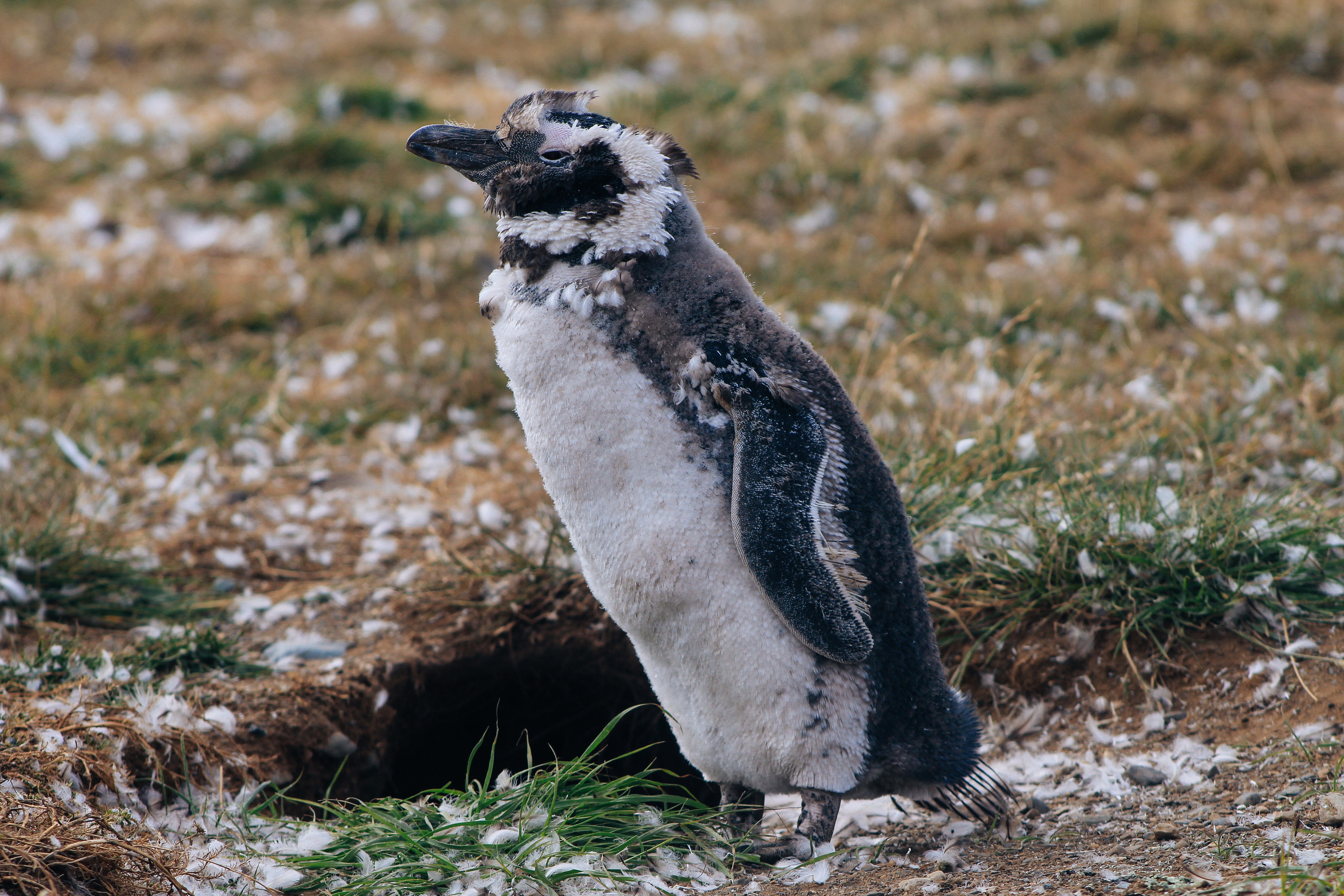 pinguino